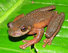 Osteocephalus verruciger