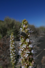 Tropinota squalida canariensis