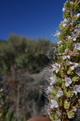 Tropinota squalida canariensis