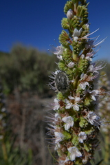 Tropinota squalida canariensis