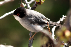 Curruca melanocephala