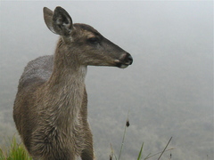 Odocoileus virginianus ustus