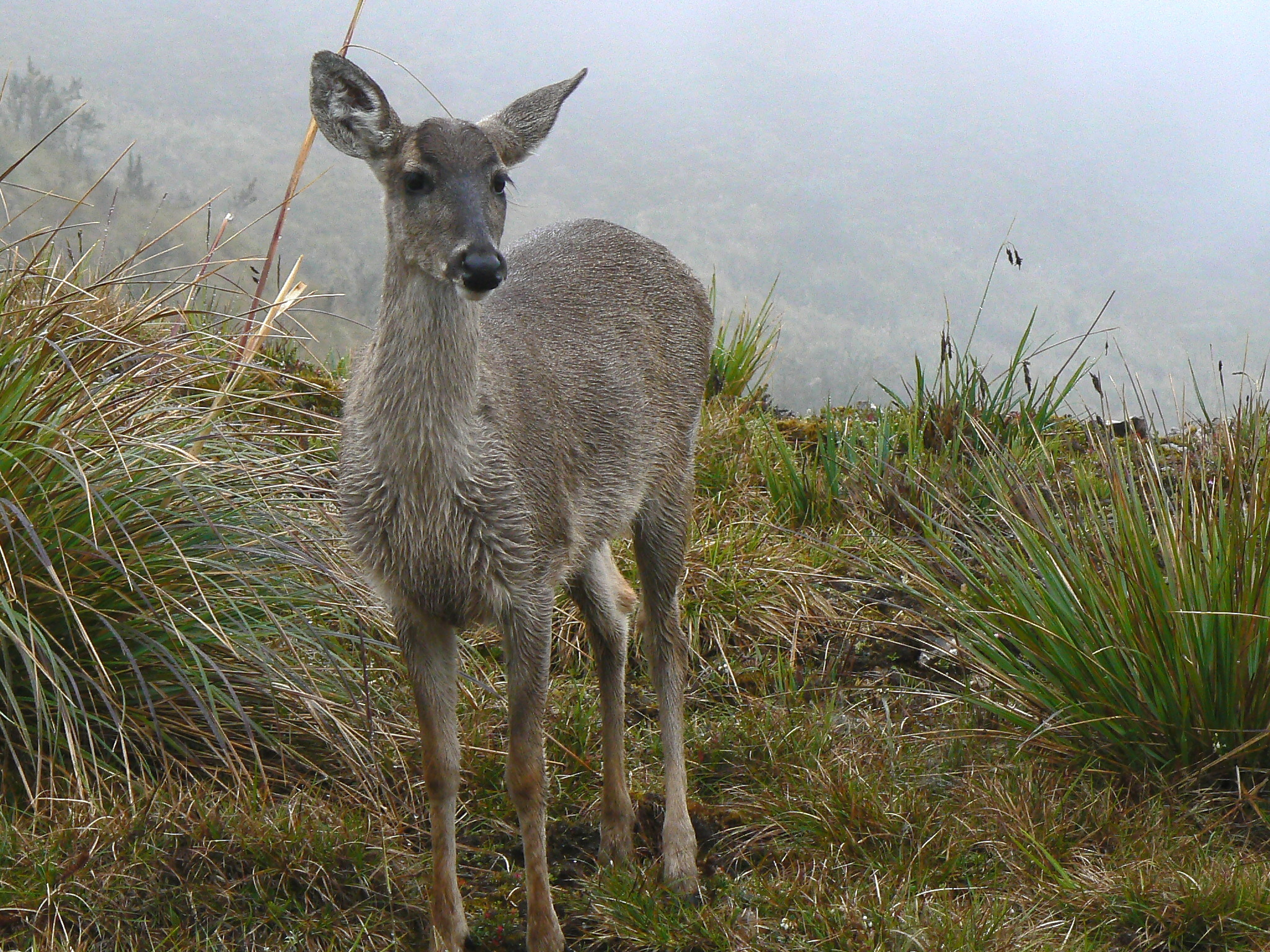 Red Brocket Deer