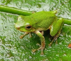 Pristimantis ganonotus