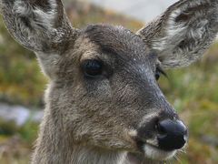 Odocoileus virginianus ustus