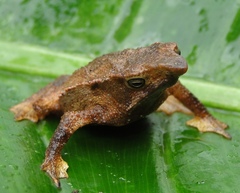 Rhinella festae