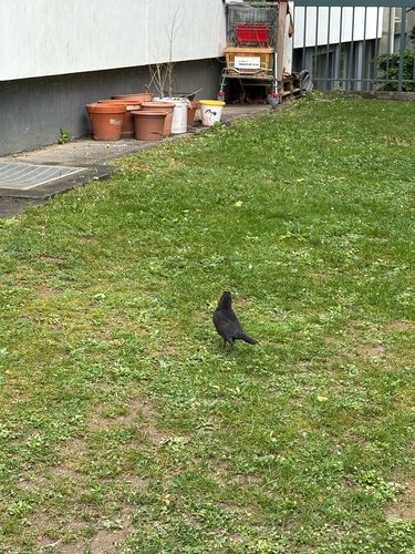 Amsel