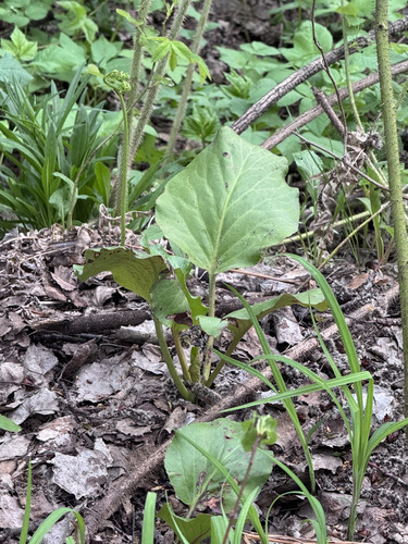 Наблюдение на iNaturalist