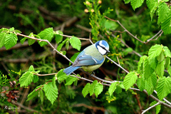 Cyanistes caeruleus