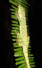 Anolis fitchi