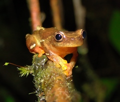 Dendropsophus sarayacuensis