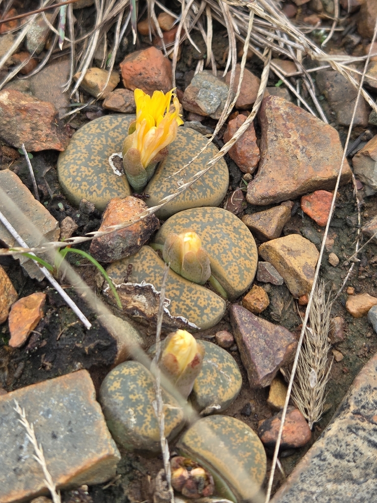 Living stones