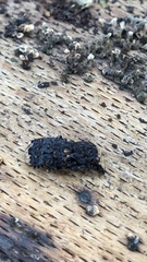Platyrhinus resinosus