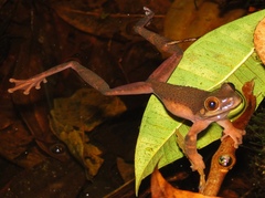 Osteocephalus verruciger