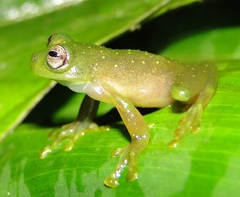 Rulyrana flavopunctata