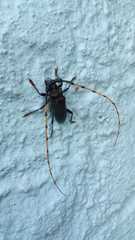 Retrachydes thoracicus