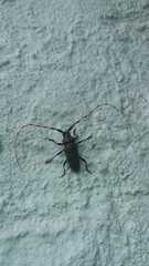 Retrachydes thoracicus