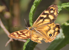 Heteronympha paradelpha