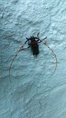 Retrachydes thoracicus