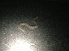 Crotalus cerastes laterorepens