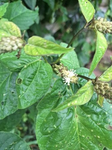 Croton triqueter