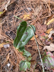 Smilax