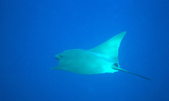 Rhinoptera steindachneri