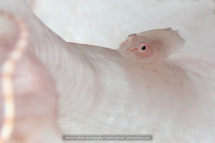 Pleurosicya boldinghi