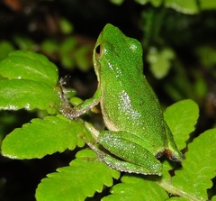 Pristimantis ganonotus