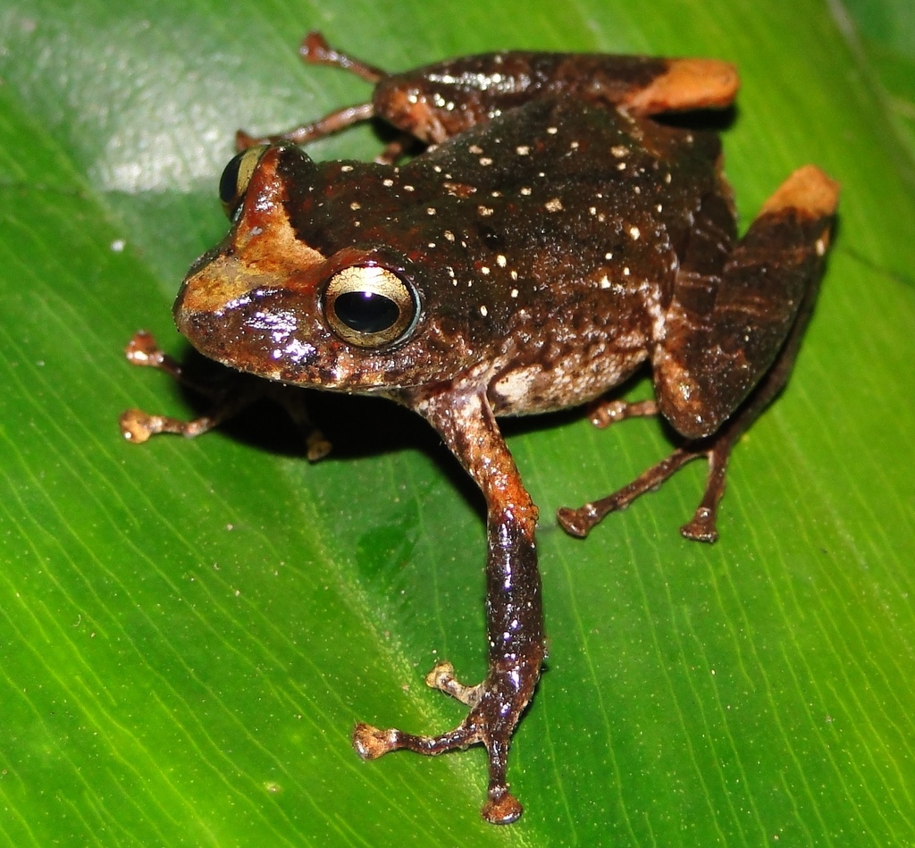Chruruwia's Rainfrog