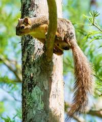 Sciurus niger subauratus