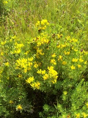 Chamaecytisus austriacus