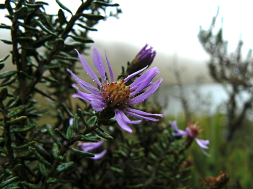 Diplostephium hartwegii, photograph 5