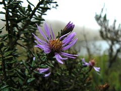 Diplostephium hartwegii