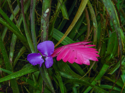 Wallisia pretiosa, photograph 1
