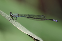 Enallagma novaehispaniae