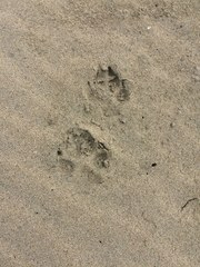 Canis lupus crassodon