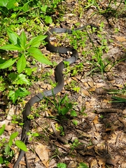 Coluber constrictor latrunculus