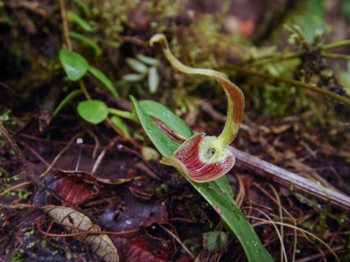 Pleurothallis ruberrima, photograph 4