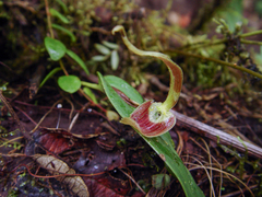 Pleurothallis ruberrima, photograph (c) Frank Dietze, some rights reserved (CC BY)