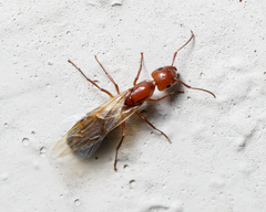 Camponotus discolor