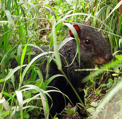 Dasyprocta fuliginosa