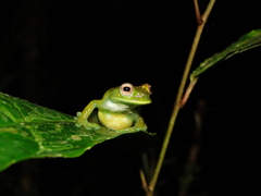 Hyloscirtus phyllognathus