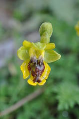 Ophrys lutea phryganae