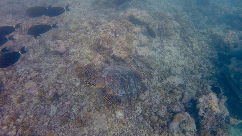 Hawksbill Sea Turtle — seen at this dive site