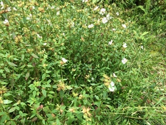 Pterolepis glomerata