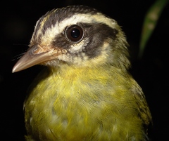 Basileuterus tristriatus