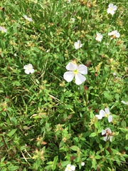 Pterolepis glomerata