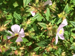 Pterolepis glomerata