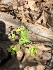 Euphorbia commutata